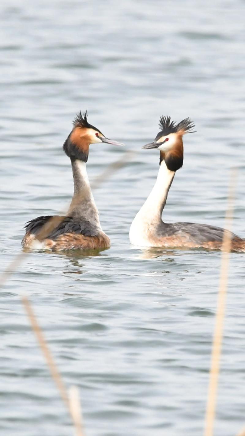 鹈鴂的意思是什么
